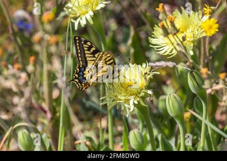 Swallowtail chupar néctar de una flor