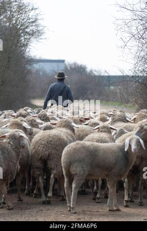 Pastor con rebaño de ovejas y perros pastores