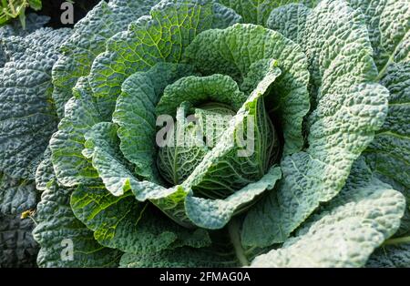 Repollo de Saboya 'Vertus' (Brassica oleracea convar.capitata) Foto de stock