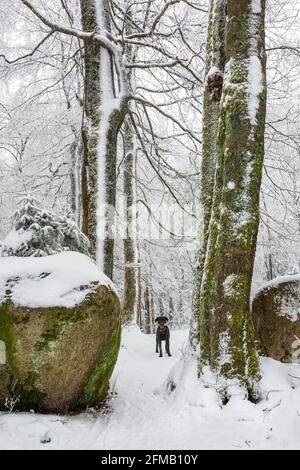 Alemania, Baviera, Franconia, Alta Franconia, Fichtelgebirge, Großer Waldstein, Perro Negro en el bosque casi natural con rocas en invierno con nieve y escarcha