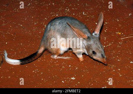 Nocturnal mayor macrotis lagotis Bilby, compactación, por la noche, Australia