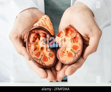 Tratamiento de enfermedades renales. Urólogo que muestra un modelo anatómico  de riñón, primer plano Fotografía de stock - Alamy