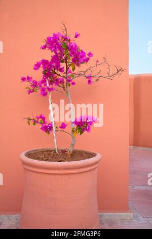 Buganvilla morada en maceta fotografías e imágenes de alta resolución -  Alamy