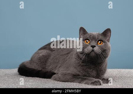 Adorable gris oscuro Scottish Straight cat