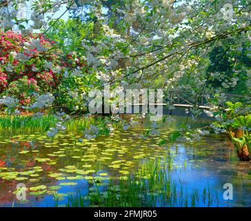 Reino Unido, Inglaterra, Cheshire, Tatton Park and Gardens, puente sobre la piscina lilly, primavera