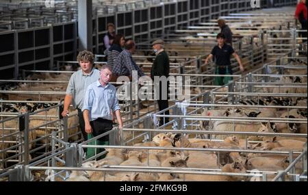 Agricultores que venden ovejas en un mercado de subastas de ganado en Darlington, Reino Unido, durante la pandemia de Covid-19.