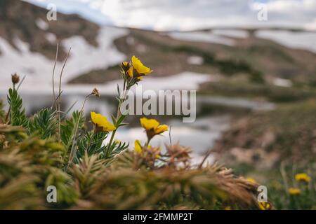 Flores silvestres en el James Peak Wilderness, Colorado Foto de stock