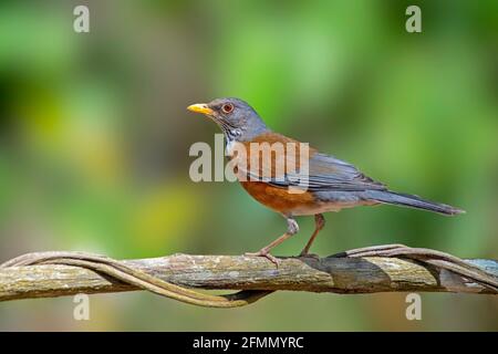 Robin Turdus rufopalliatus El Tuito, Jalisco, México 25 de marzo de 2021 Adulto Turdidae