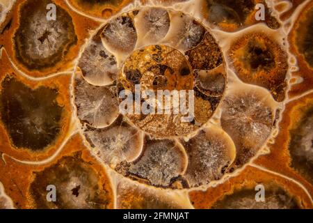 Fosilización ammonita piritizada, de 150 millones de años, Baviera Foto de stock