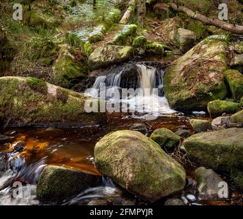 Reserva natural de Wyming brook, parque nacional del distrito de Peak, Sheffield, sur de Yorkshire, Inglaterra, Reino Unido