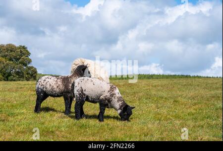 Corderos primaverales con una oveja (Ovis aries) pastando en pasto en primavera en el Parque Nacional Arundel en South Downs en West Sussex, Reino Unido. Espacio de copia. Foto de stock