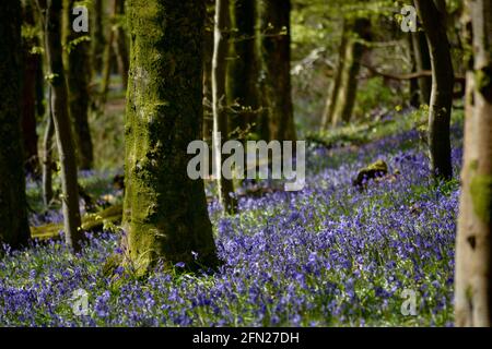 Los bosques de bluebell, el lugar perfecto para caminar en primavera con una alfombra de flores azules dondequiera que mire.