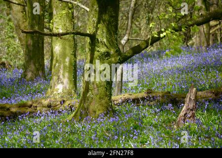 Los bosques de bluebell, el lugar perfecto para caminar en primavera con una alfombra de flores azules dondequiera que mire. Foto de stock