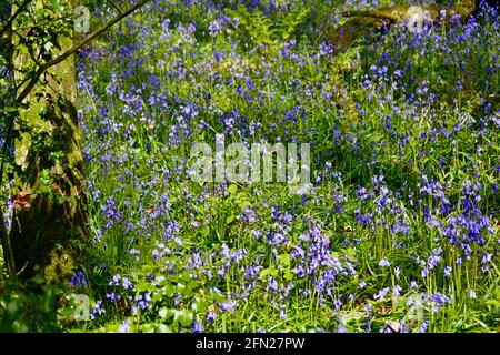 Los bosques de bluebell, el lugar perfecto para caminar en primavera con una alfombra de flores azules dondequiera que mire. Foto de stock