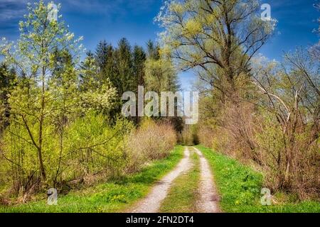DE - BAVIERA: Primavera en el Loisach Moor cerca de Bichl (HDR-Fotografía) Foto de stock