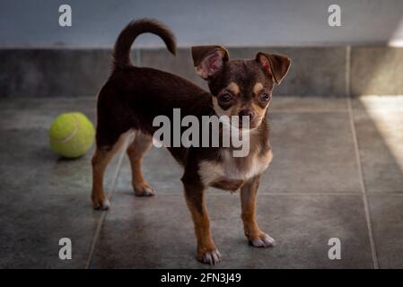 Lindo perro chihuahua pardo jugando y divirtiéndose con una pelota de tenis mirando a la cámara