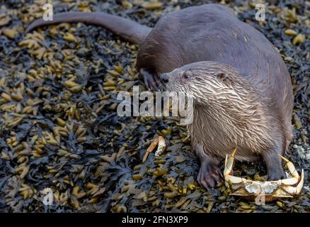 Río Otter comiendo un cangrejo en Victoria, BC, Canadá