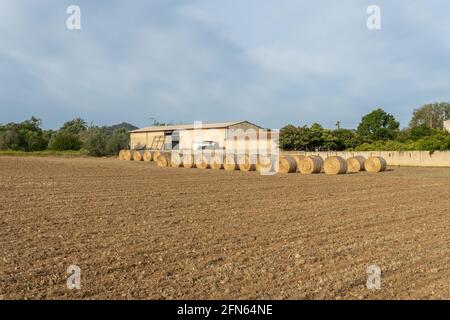 Pelotas de paja en un campo rural en la localidad mallorquina De Porreres al amanecer Foto de stock