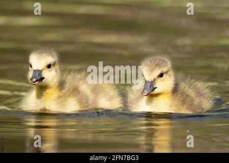 Goslings, (Branta canadensis), Pair of Young Baby Geese Foto de stock