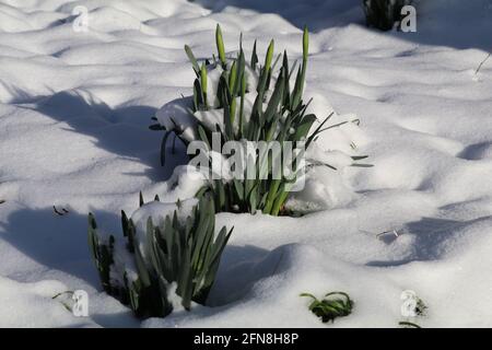 los narcisos en ciernes que crecen en la nieve Foto de stock