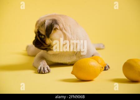 Gracioso perro mops está jugando con limones en un amarillo antecedentes en el estudio