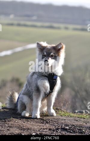Retrato de un joven cachorro finlandés Lapphund perro sentado en frente a una bonita vista