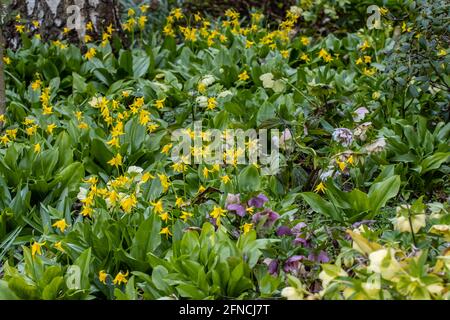 Masa de flores de color amarillo brillante Erythronium tuolumnense en primavera Foto de stock