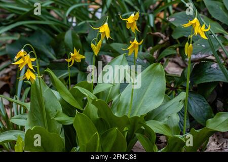 Grupo de flores amarillas brillantes de Erythronium tuolumnense en primavera Foto de stock