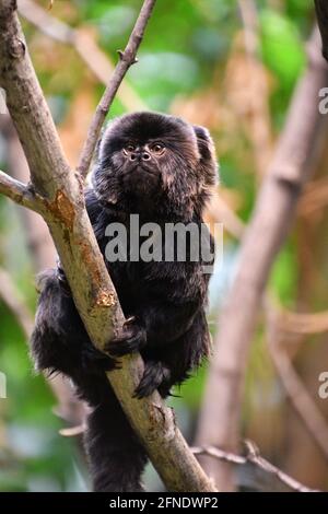 Mono de negro de Goeldi en Montreal Biodôme, Montreal, Québec, Canadá Fotografía de - Alamy