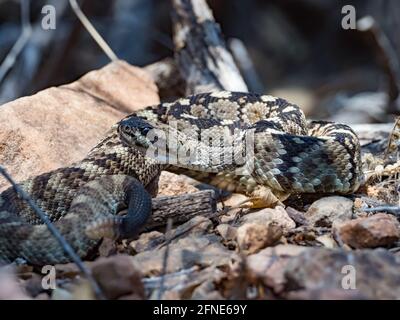 Rattlesnake de cola negra del este, Crotalus, ornatus, en la cuenca de Chisos, Parque Nacional de Big Bend, Texas, Estados Unidos Foto de stock