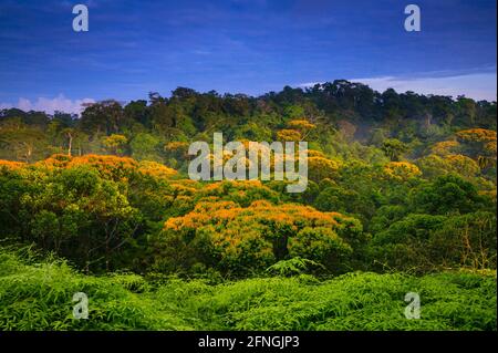 Paisaje de Panamá con árboles de mayo florecientes en la selva tropical húmeda premontana en la reserva natural de Burbayar, provincia de Panamá, República de Panamá. Foto de stock