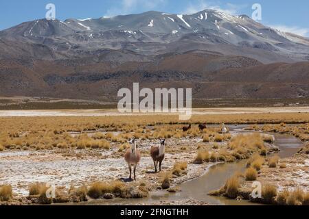 Llamas vagando por el paisaje desértico de Bolivia. Frecuente en las regiones desérticas sudamericanas, ampliamente utilizado como carne y animales de embalaje Foto de stock
