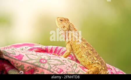 Foto de retrato de animales, enfoque selectivo de ojos. Iguana bebé en piel  de color gris durante la estancia en la ropa seca Fotografía de stock -  Alamy