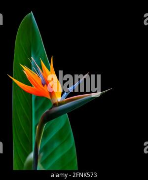 pájaro de la flor del paraíso y hoja de primer plano trasero iluminado con colores vivos aislados sobre un fondo negro
