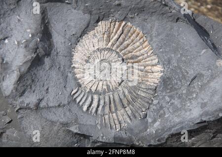 Primer plano de un fósil de amonita triturado conservado en esquisto. Se encuentra en la playa en Chapman's Pool. Isla de Purbeck, Costa Jurásica, Dorset, Inglaterra, Reino Unido. Foto de stock