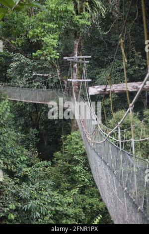 Un puente de cuerda alto en el dosel de árboles de la selva tropical de Borneo. Foto de stock