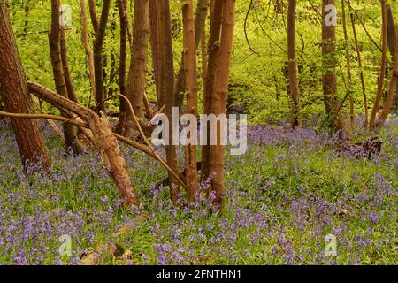 Una vista a través de un bosque de bluebell que muestra las manchas de flores rodeado de árboles de haya que llegan a la hoja en primavera Foto de stock