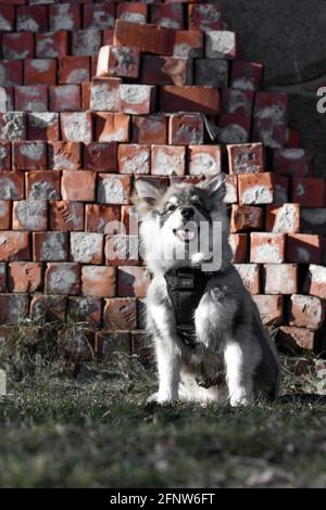 Retrato de un joven cachorro finlandés Lapphund perro en frente de ladrillos