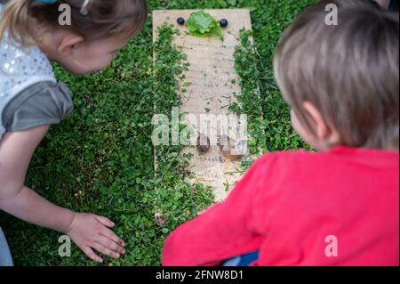 Dos niños pequeños curiosamente mirando a dos caracoles yendo hacia una hoja de lechuga. Foto de stock