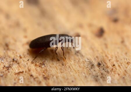 Minuto escarabajo de la carroñera marrón, Corticaria en madera Foto de stock