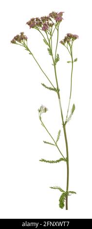 Flecha común, flor de millefolium de Achillea aislada sobre fondo blanco