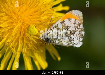 Un depredador de emboscada bien camuflado, esta araña de cangrejo hembra (Misumena vatia) ha capturado una mariposa macho de punta naranja (cardamines de Anthocharis) Foto de stock