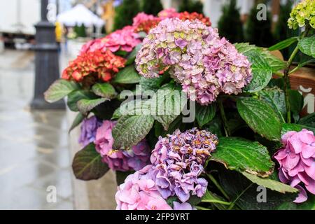 Arbustos ornamentales de hortensias y petunias rojas y púrpuras en grandes  macetas al aire libre bordean los cafés y restaurantes al aire libre. Cama  de flores Fotografía de stock - Alamy