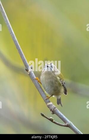 Cierre de un pájaro Goldcrest, Regulus regulus, forrajeo a través de ramas de árboles y arbustos Foto de stock