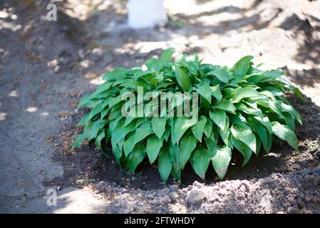 Hosta es un género de plantas conocido comúnmente como azafatas, lirios de plátano Foto de stock