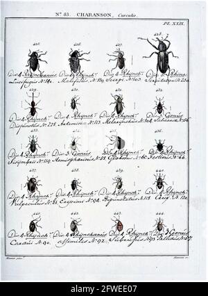 Jean-Baptiste Meunier (1786-1856)/ Entomologie, ou histoire naturelle des insectes. 83 Curculio Pl. XXIX.