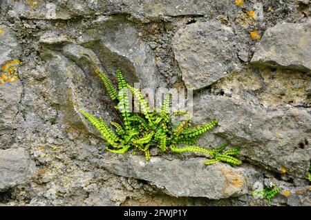 Planta de Maidenhair Spleenwort' Asplenium trichomanes que crece en mortero de una pared de piedra en el Castillo de Carew en Pembrokeshire, Gales del Sur. Foto de stock