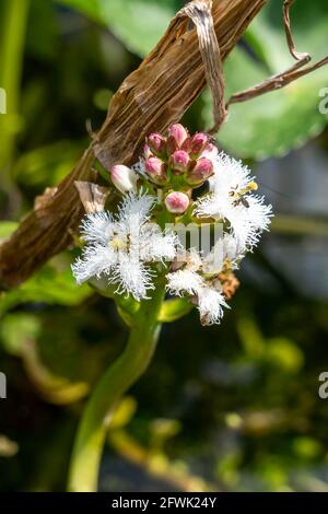 Menyanthes trifoliata Una planta de estanque de flores silvestres de flores de primavera con una flor de primavera blanca púrpura comúnmente conocida como Bog Bean, stock photo ima Foto de stock