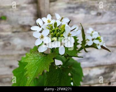 Alliaria petiolata Una planta de hierbas silvestres de primavera y especias con una flor blanca de primavera que se conoce comúnmente como mostaza de ajo, foto de stock ima