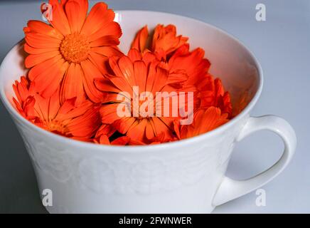 Flor de Calendula en taza blanca, secando al sol para hacer crema de piel  de calendula Fotografía de stock - Alamy